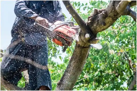 tree services Yukon